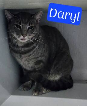 Rescue Domestic Short Hair Cats for Adoption in Jim Thorpe, Pennsylvania - Daryl | PetCurious
