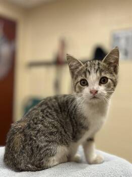 CRUNCHY -  Domestic Short Hair Cat for Adoption in Aliquippa, Pennsylvania - CRUNCHY | PetCurious
