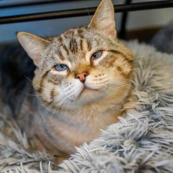 Scraps -  Domestic Short Hair Cat Available for Adoption - Scraps | PetCurious