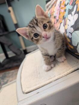 Leo -  Tabby Cat for Adoption in Chicago, Illinois - Leo | PetCurious