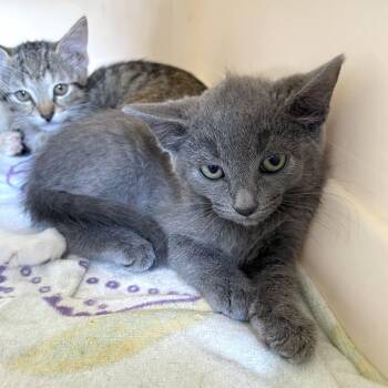 Costco Membership -  Domestic Short Hair Cat for Adoption in Carencro, Louisiana - Costco Membership | PetCurious
