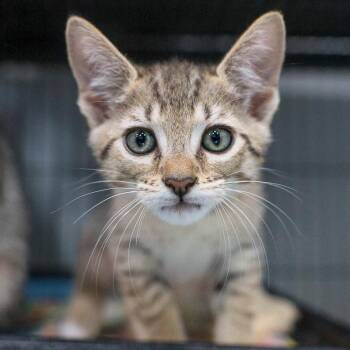 Washington -  Domestic Short Hair Cat for Adoption in Bradenton, Florida - Washington | PetCurious
