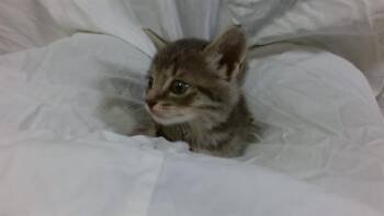 Domestic Short Hair Cats Available for Adoption in Doral, Florida - ARCHIE | PetCurious
