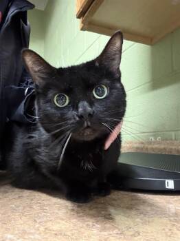 Domestic Short Hair Cats Available for Adoption in Indianapolis, Indiana - DARA | PetCurious