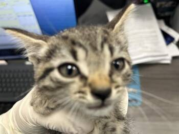 CELESTE -  Domestic Short Hair Cat for Adoption in Ocala, Florida - CELESTE | PetCurious