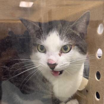 Domestic Short Hair Cats Available for Adoption in Philadelphia, Pennsylvania - Spencer | PetCurious