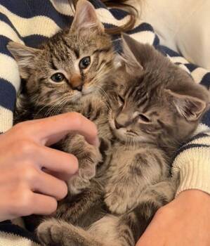 Tabby and Domestic Short Hair Cats Available for Adoption in Frisco, Texas - Aurora P. | PetCurious