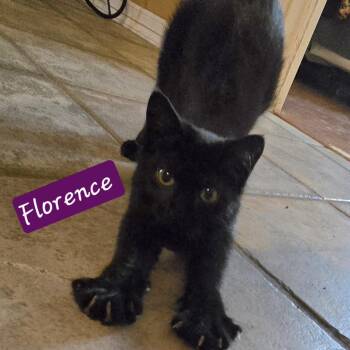 Florence -  Domestic Short Hair Cat for Adoption in Bentonville, Arkansas - Florence | PetCurious