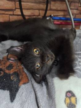 Rescue Domestic Short Hair Cats for Adoption in Mount Airy, North Carolina - Ike | PetCurious