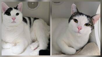 3-398 Marilyn & 6-399 Joe -  Domestic Short Hair Cat for Adoption in Lindenhurst, New York - 3-398 Marilyn & 6-399 Joe | PetCurious
