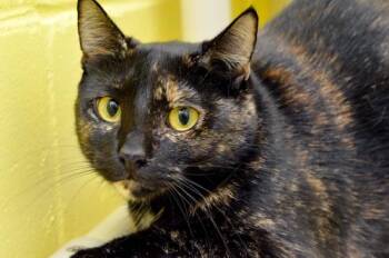 Peyton -  Domestic Short Hair Cat for Adoption in Sanford, Florida - Peyton | PetCurious