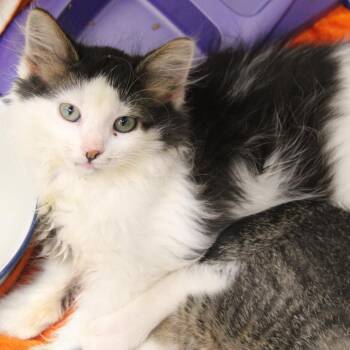Cucamelon -  Domestic Medium Hair and Domestic Short Hair Cat for Adoption in Hattiesburg, Mississippi - Cucamelon | PetCurious