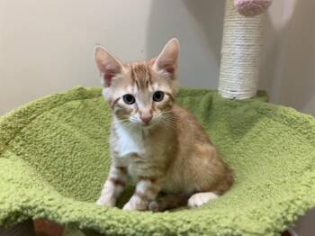 VIZZINI -  Domestic Short Hair Cat for Adoption in Santa Clara, California - VIZZINI | PetCurious