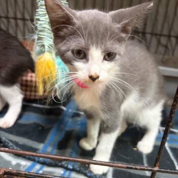 Boots with the Fur -  Domestic Medium Hair Cat for Adoption in Melrose, Florida - Boots With The Fur | PetCurious