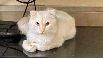 Lord -  Scottish Fold Cat for Adoption in Lunenburg, Massachusetts - Lord | PetCurious