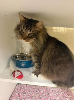 Domestic Long Hair Cats Available for Adoption - Sa’Line (Greta) | PetCurious