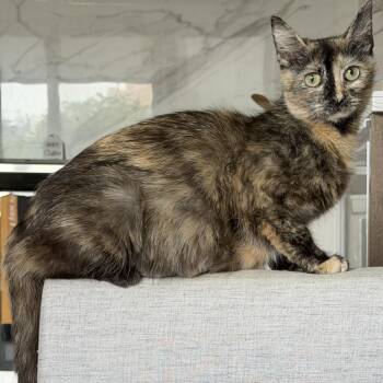 Lambrusco -  Domestic Short Hair Cat for Adoption - Lambrusco | PetCurious