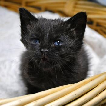 Avery -  Domestic Short Hair Cat for Adoption in Beaumont, Texas - Avery | PetCurious