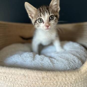 Endoscopy 26 -  Domestic Short Hair Cat for Adoption in Austin, Texas - Endoscopy 26 | PetCurious