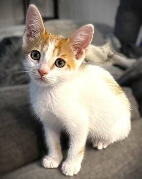 Domestic Short Hair Cats Available for Adoption in Fort Myers, Florida - Eddie (Van Halen) | PetCurious