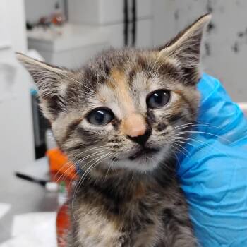 Buttercup -  Domestic Short Hair Cat for Adoption in Summerville, South Carolina - Buttercup | PetCurious