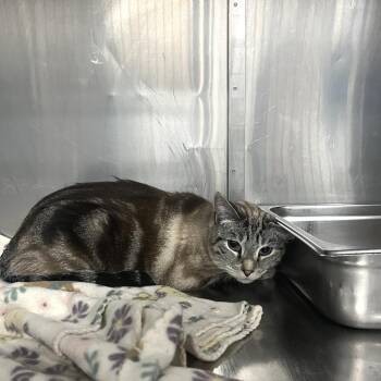 Extra Toes Cat Hemingway Polydactyl Cats Available for Adoption in Idaho Falls, Idaho - Mindy | PetCurious