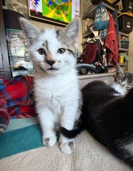 Domestic Short Hair Cats Available for Adoption in North Babylon, New York - Starfire | PetCurious