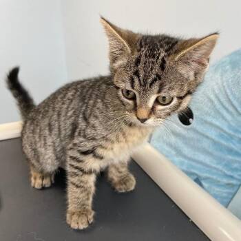 Tapioca -  Tabby Cat for Adoption in Roanoke, Virginia - Tapioca | PetCurious