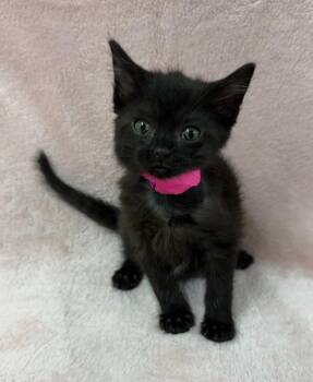 Stormy -  Domestic Long Hair Cat for Adoption in Lagrange, Indiana - Stormy | PetCurious