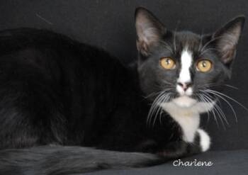 Rescue Domestic Short Hair Cats for Adoption in Newland, North Carolina - Oogie | PetCurious