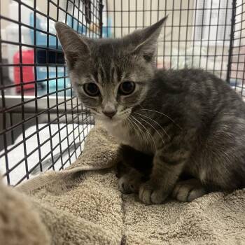 Saffron -  Domestic Short Hair Cat for Adoption in Chicago, Illinois - Saffron | PetCurious