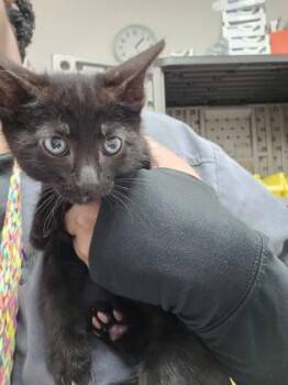 Domestic Short Hair Cats Available for Adoption in Sacramento, California - Aftershock  | PetCurious
