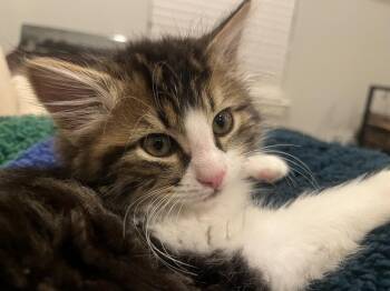 Domestic Medium Hair Cats Available for Adoption - Abner 0506 | PetCurious