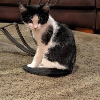 Cathew McCataughey -  American Shorthair Cat for Adoption in Spring Hill, Kansas - Cathew McCataughey | PetCurious