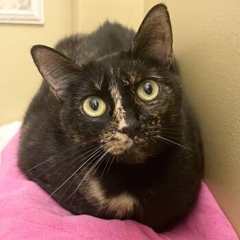 Leona -  Tortoiseshell Cat for Adoption in New York, New York - Leona | PetCurious