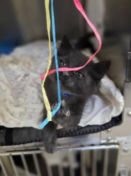 Bart -  Domestic Medium Hair and Domestic Short Hair Cat for Adoption in Westland, Michigan - Bart | PetCurious