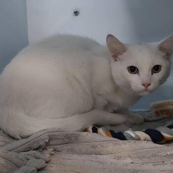 Howard -  Domestic Short Hair Cat for Adoption in Charleston, South Carolina - Howard | PetCurious