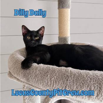 Dilly Dally -  Domestic Short Hair Cat for Adoption in Toledo, Ohio - Dilly Dally | PetCurious