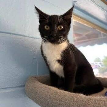 American Shorthair Cats Available for Adoption in Bethel, Connecticut - Sophie | PetCurious