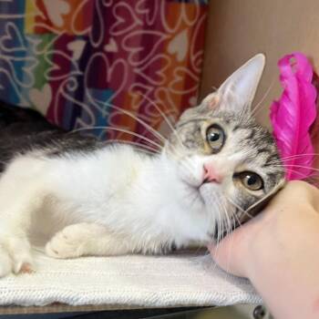 Daisy -  Domestic Short Hair Cat for Adoption - Daisy | PetCurious