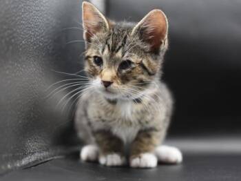 Biker -  Domestic Short Hair Cat for Adoption in Portland, Oregon - Biker | PetCurious