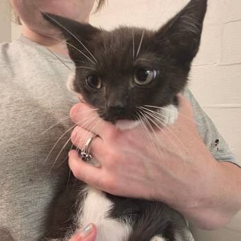 Ayla -  Domestic Short Hair Cat for Adoption in Clanton, Alabama - Ayla | PetCurious