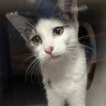 Rescue Domestic Short Hair Cats for Adoption in Durham, North Carolina - Margot | PetCurious