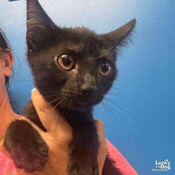 Timmie -  Domestic Short Hair Cat for Adoption in Washington, District Of Columbia - Timmie | PetCurious