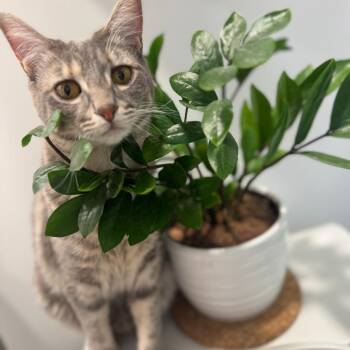 Domestic Short Hair Cats Available for Adoption in West Palm Beach, Florida - Chelsie | PetCurious