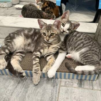 Jim -  Domestic Short Hair Cat for Adoption in Woodinville, Washington - Jim | PetCurious