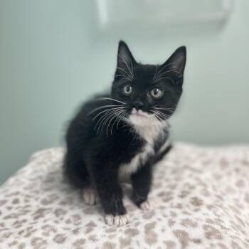 Spell--In Foster -  Domestic Short Hair Cat for Adoption in Fargo, North Dakota - Spell--In Foster | PetCurious