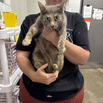 Twin -  American Shorthair Cat for Adoption in Clanton, Alabama - Twin | PetCurious