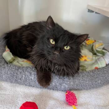 Domestic Long Hair Cats Available for Adoption - Moose | PetCurious