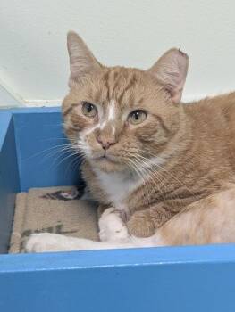 Zest -  Domestic Short Hair Cat for Adoption in Batavia, Ohio - Zest | PetCurious